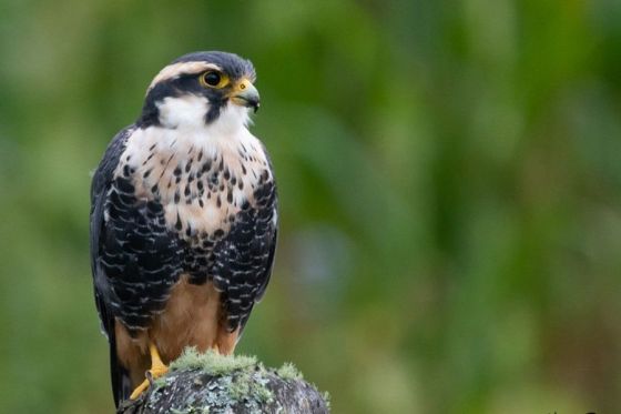 La observación de aves y su importancia en el turismo sustentable