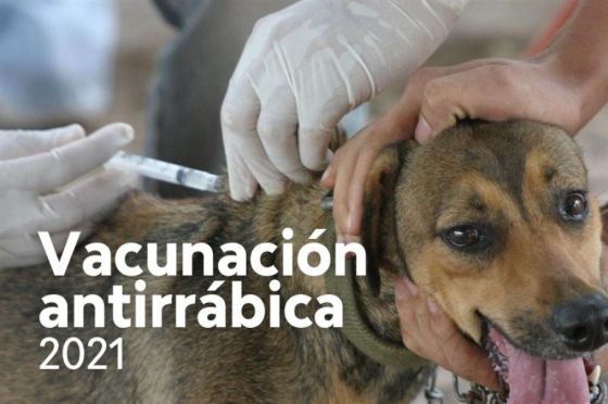 Están a disposición de los municipios las dosis para la vacunación antirrábica Ministerio de Salud Pública Noticias de Salta Salud 28/06/2021 07:15