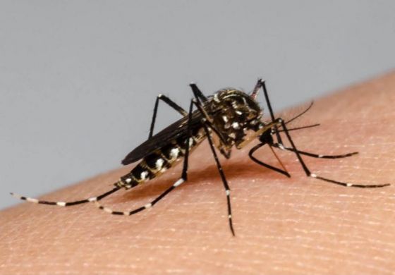 Salud Pública confirmó el primer caso de dengue de la temporada