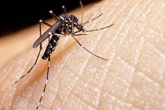 Aconsejan fortalecer las medidas preventivas para evitar dengue, zika y chikungunya