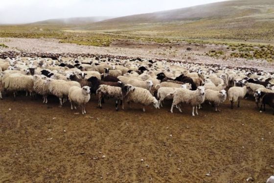 Convocatoria a productores para acceder a beneficios de la Ley Ovina Nacional