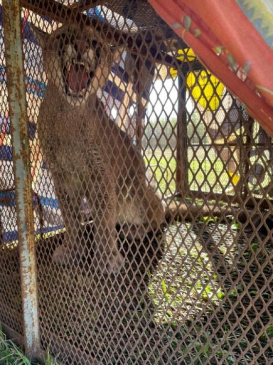El puma rescatado de un domicilio permanecerá en observación en la Estación de Fauna