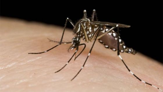 Se confirmaron 28 nuevos casos de dengue en la provincia