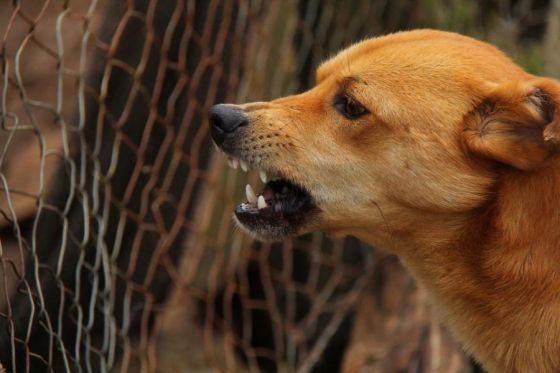 El hospital Materno Infantil atiende por mes alrededor de 50 niños mordidos por animales