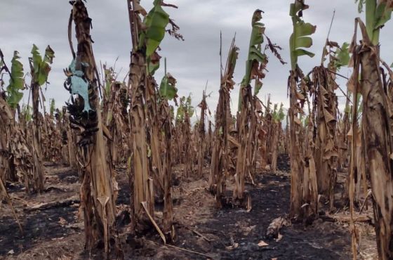 Orán: recorrida en la zona afectada por heladas e incendios en Río Blanco