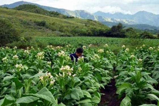 Desde hoy empadronarán a postulantes al sector Tabaco Rural del Programa Intercosecha