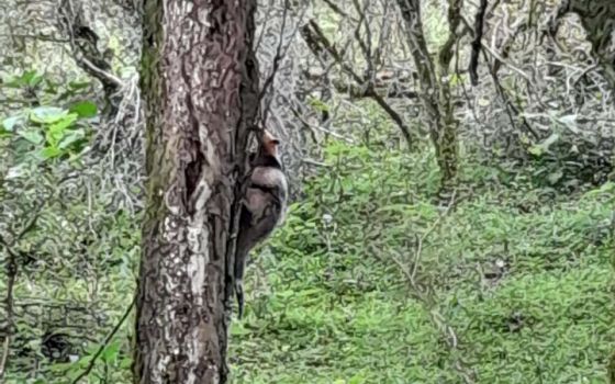 Un oso melero rescatado fue reinsertado en su hábitat natural