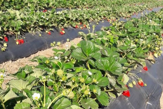 Se evalúan alternativas para potenciar el agregado de valor de frutillas salteñas