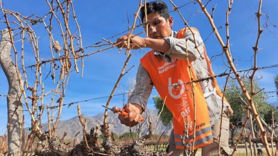 Una marca internacional realizará un sudamericano de poda profesional de la vid en Cafayate