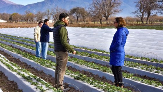 Avanza el estudio para fortalecer al sector frutillero de Salta