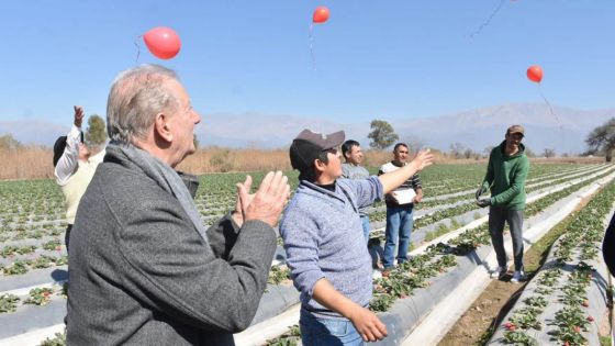 Lanzaron la primera cosecha de frutillas en el Valle de Lerma