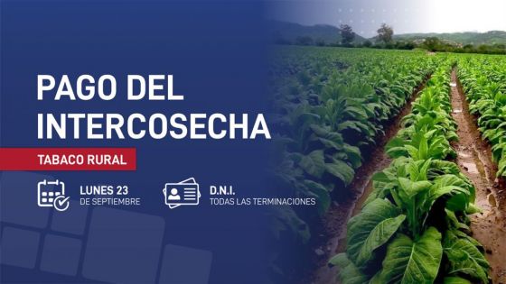 Hoy se pagará el programa Intercosecha para el sector tabaco rural